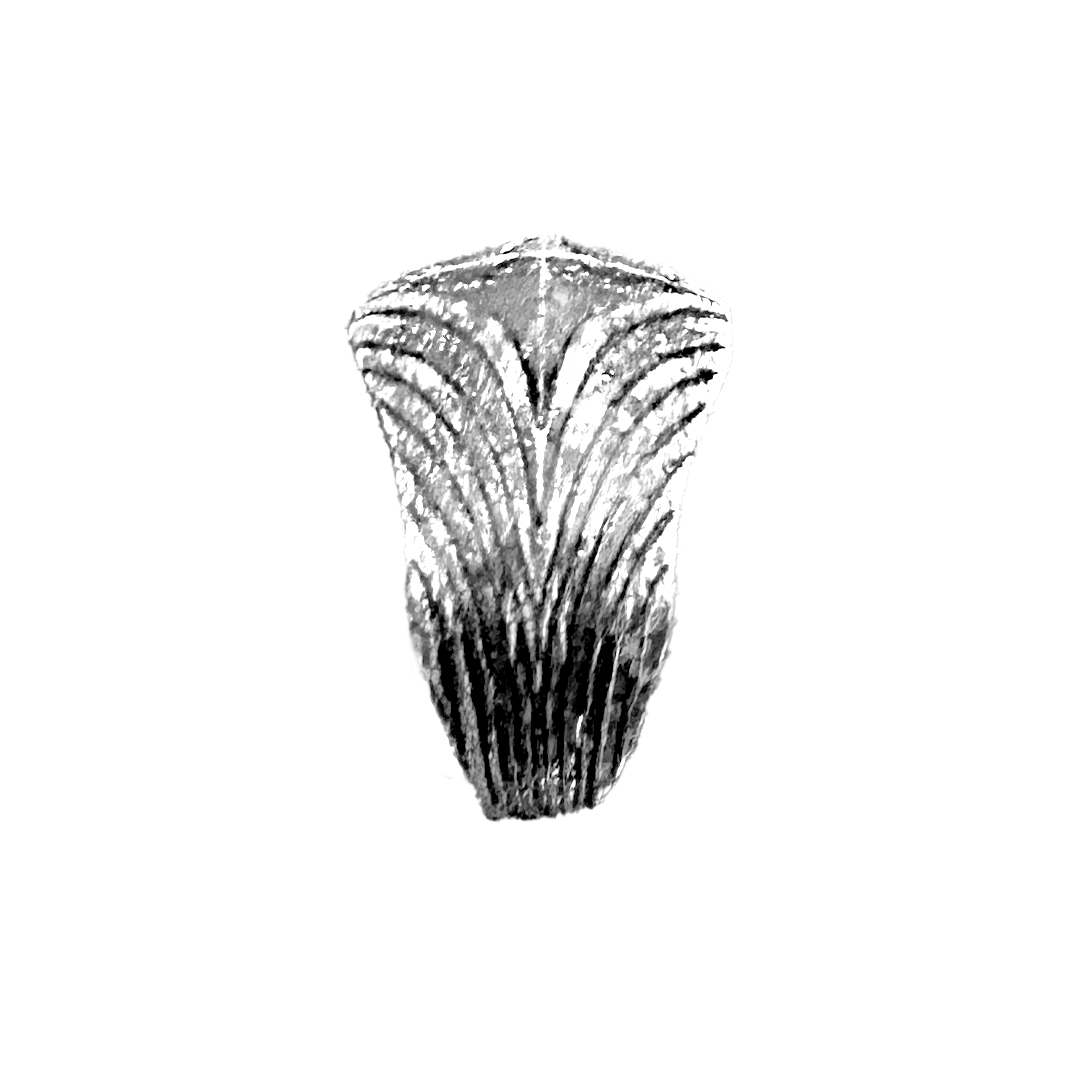 The Eldest Ring